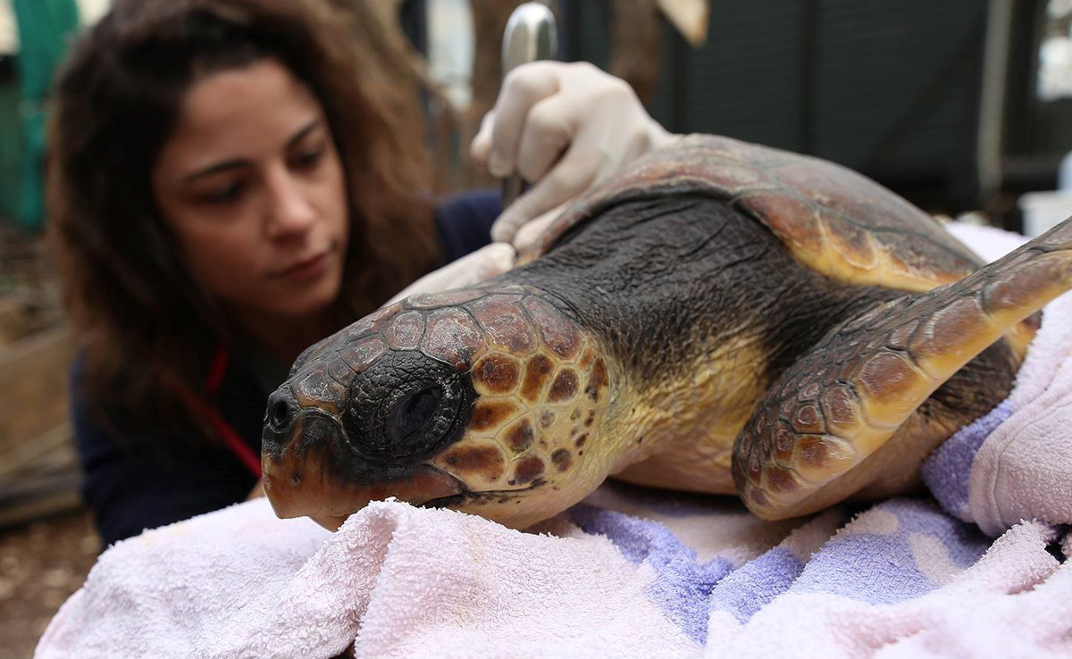 turtle gets help from medical staff